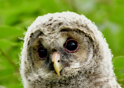 フクロウのヒナ0653
