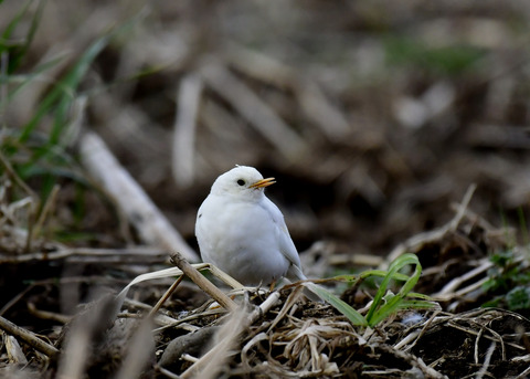 タヒバリ(白化)6562