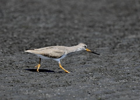 ソリハシシギ2544