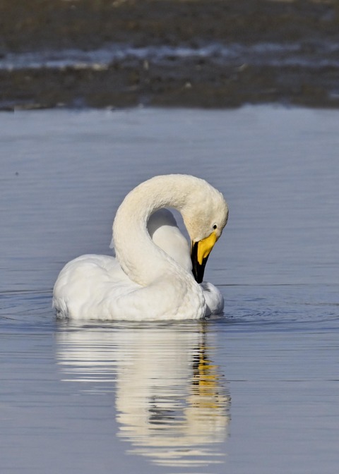 オオハクチョウ3929