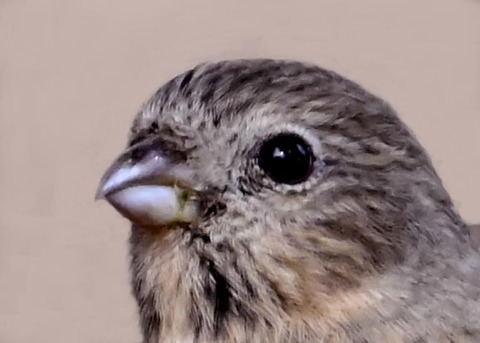 ベニマシコ♀0001