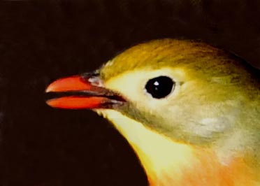 ソウシチョウ3893-01