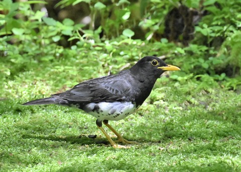 クロツグミ♂3935