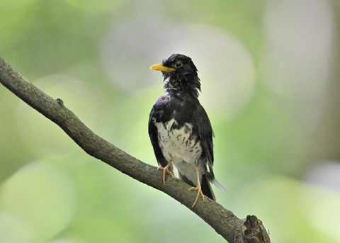 クロツグミ♂0219