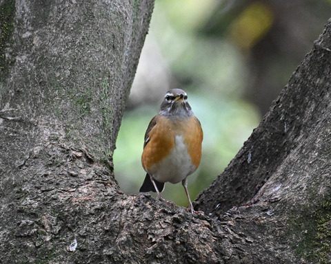 マミチャジナイ2625