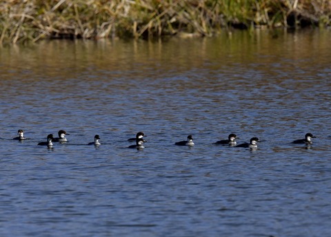 ミコアイサ♀0453