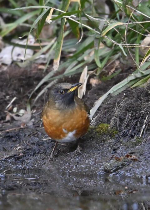 オオアカハラ5332