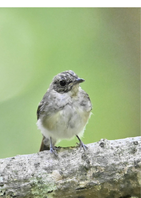 キビタキ幼鳥3243