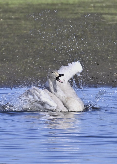 オオハクチョウ幼鳥3423