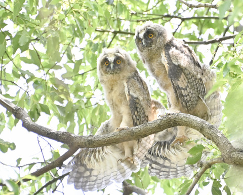 トラフズクの雛②4344