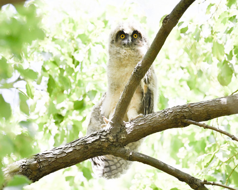 トラフズクの雛①2480