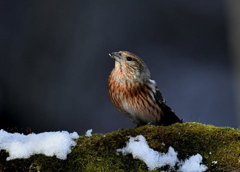 オオマシコ若鳥9584