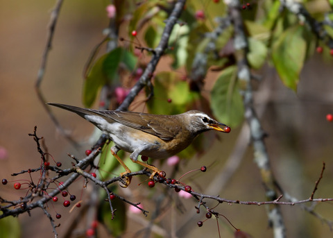 マミチャジナイ0879