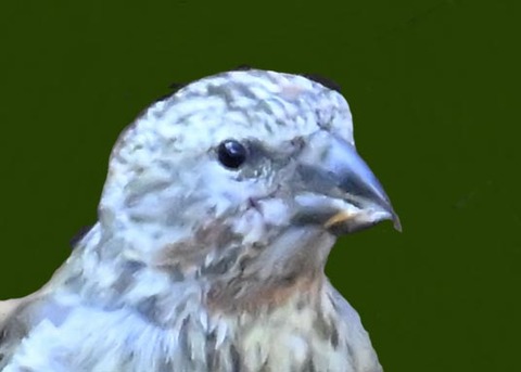 イスカ幼鳥7000