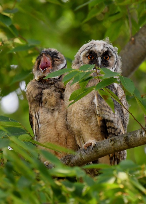 トラフズクのヒナ①②③6619