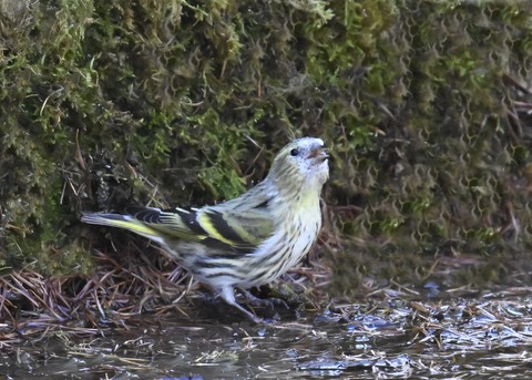 マヒワ♀7229