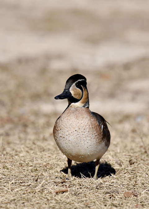 トモエガモ♂1416◎