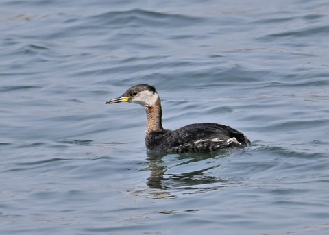 ｱｶｴﾘｶｲﾂﾌﾞﾘ8655