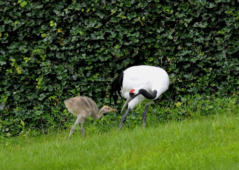 タンチョウ♂とヒナ0348○