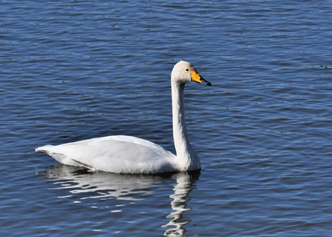 オオハクチョウ7418