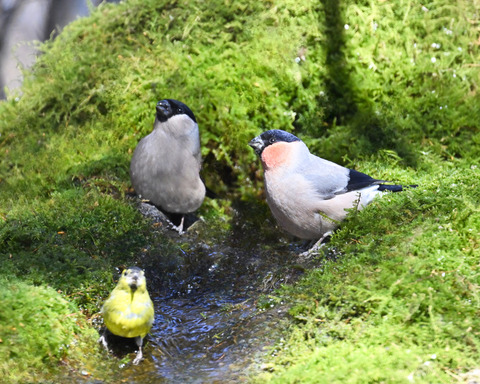 アカウソ♂・♀2593