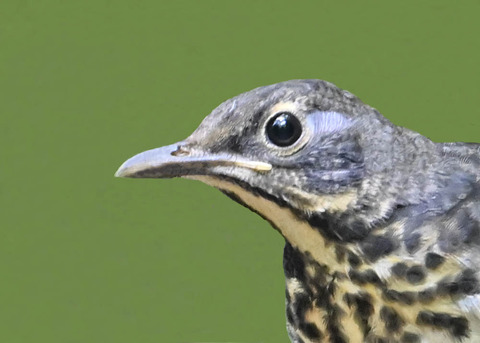 クロツグミ♀幼鳥0000