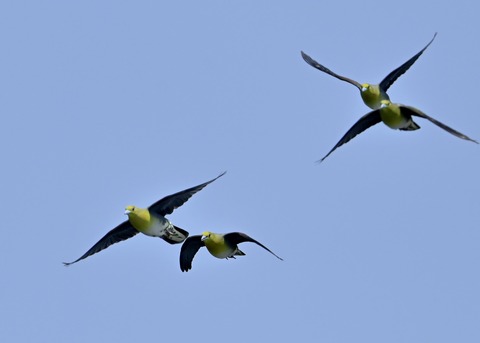 飛ぶ・アオバト♂♀4226