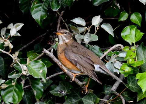 マミチャジナイ1S♀0318