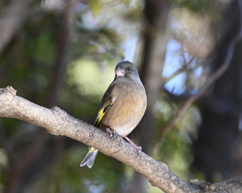 オオカワラヒワ7499