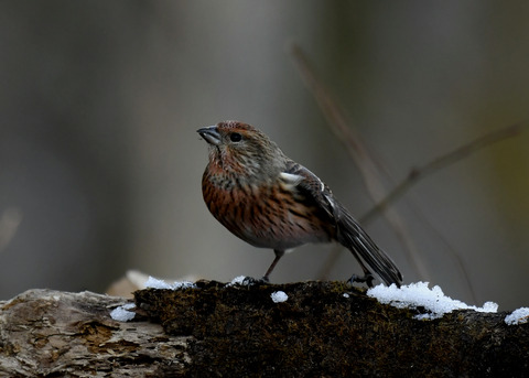 オオマシコ若鳥9619