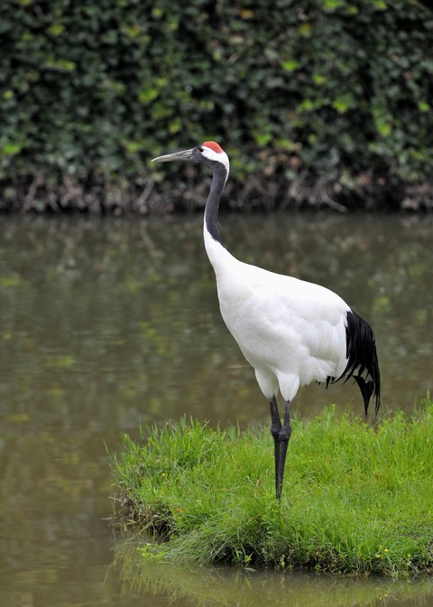 タンチョウ♂0182○