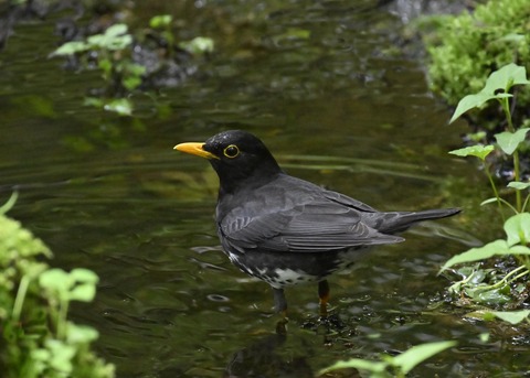 クロツグミ♂3425