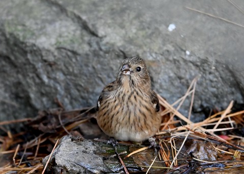 ベニマシコ♀5555