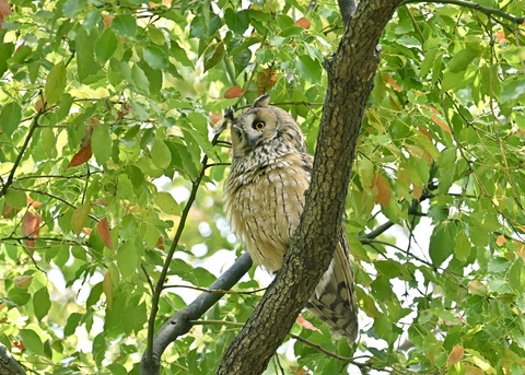 トラフズク♂6854