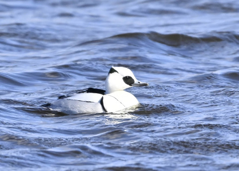 ミコアイサ♂9090