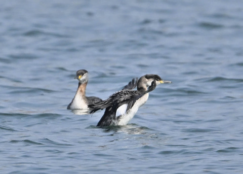アカエリカイツブリ8005