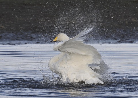 オオハクチョウ4092