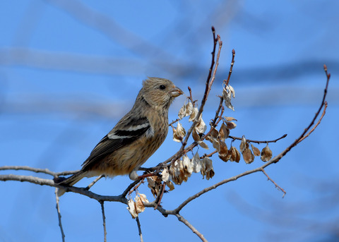 ベニマシコ♀1138