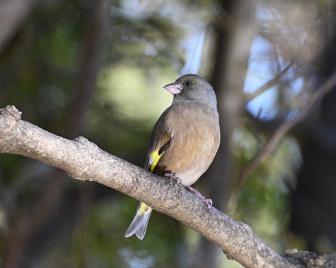 オオカワラヒワ7601