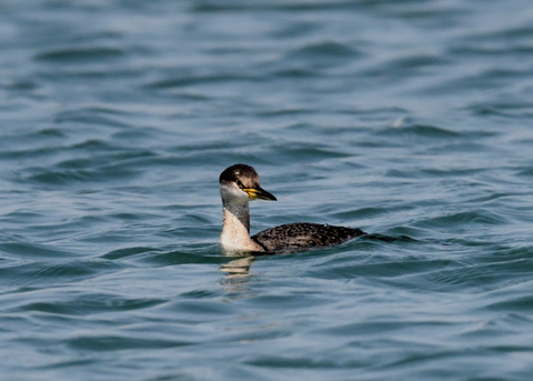 アカエリカイツブ9009