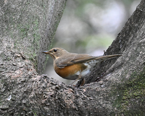 マミチャジナイ3998