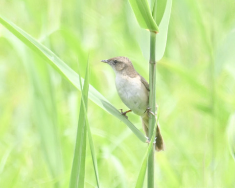 オオセッカ9544