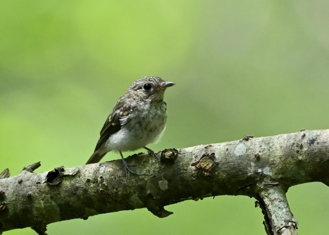 キビタキ幼鳥5823
