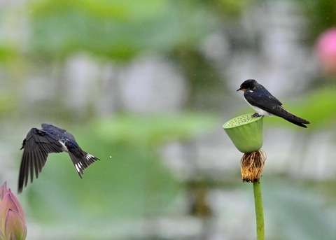ツバメ幼鳥7482-01