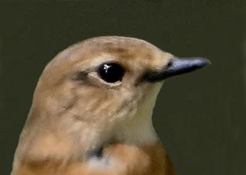 ノビタキ♀3001