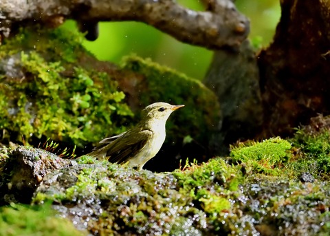 メボソムシクイ0709