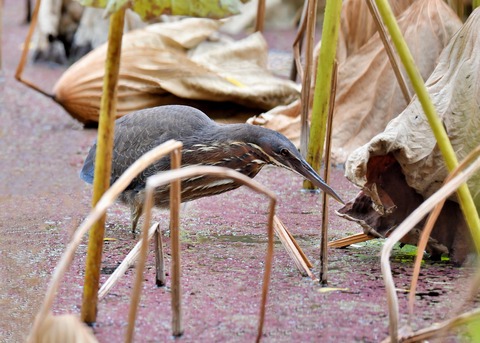 タカサゴクロサギ9815○ - コピー