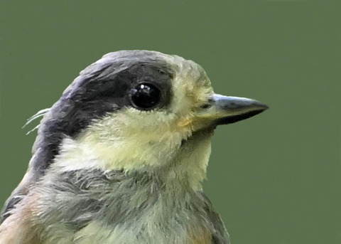 ヤマガラ幼鳥2002