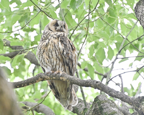 トラフズクの♀親4743