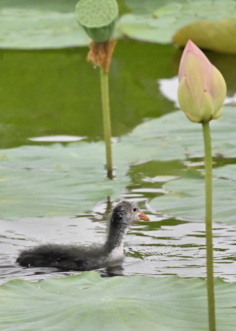 オオバンのヒナ4879